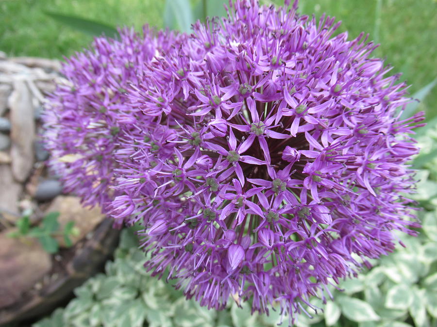 Gladiator Allium Photograph by Cora Thrash - Fine Art America