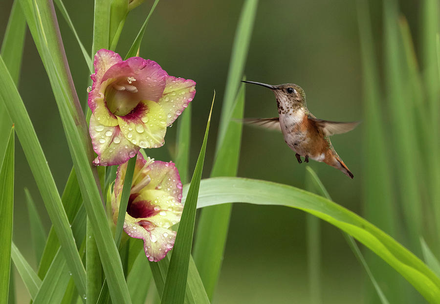 Gladiola and Hummingbird Photograph by Angie Vogel