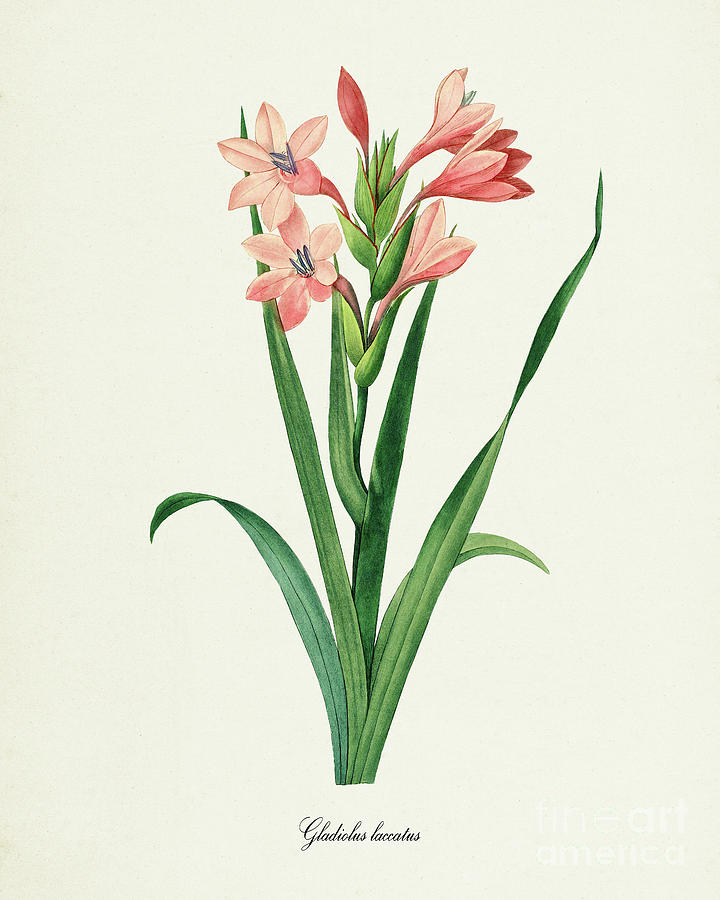 Gladiola Flower Art Print Gladiolus laccatus Digital Art by Visual ...