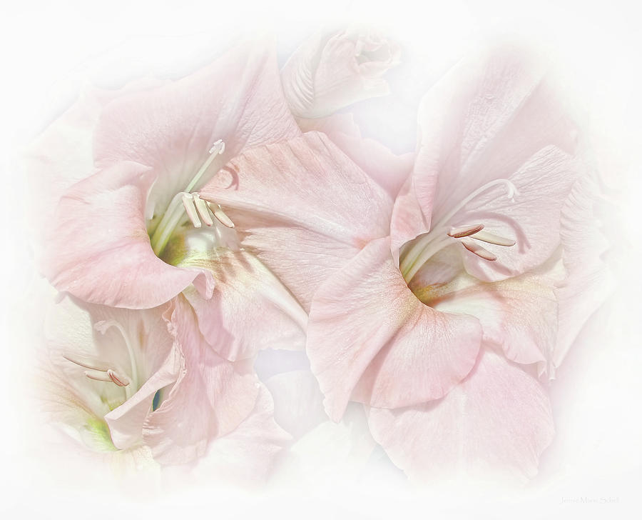 Gladiola Flowers Pink Pastel Photograph by Jennie Marie Schell
