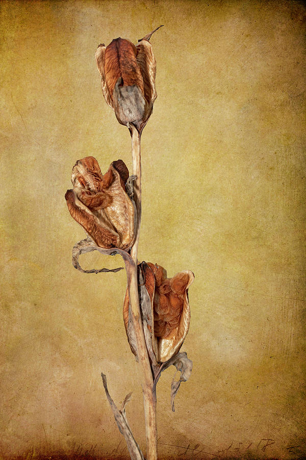 Summer Mixed Media - Gladiola Seed Pods - Still Life by AS MemoriesLiveOn