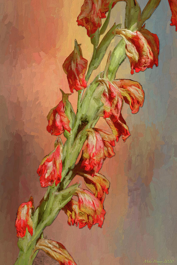 Gladiolas flowers 778 Photograph by Mike Penney