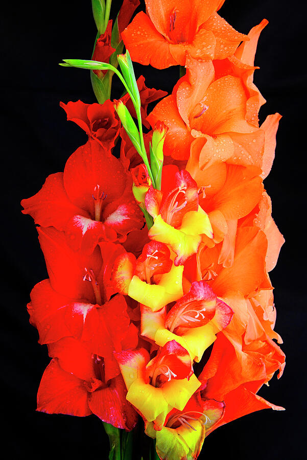 Gladiolas Grouping - 950 Photograph by Paul W Faust - Impressions of Light