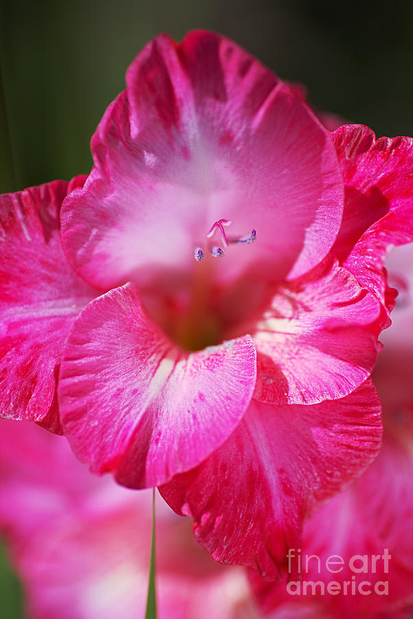 Gladioli Cantate Pink Photograph by Joy Watson