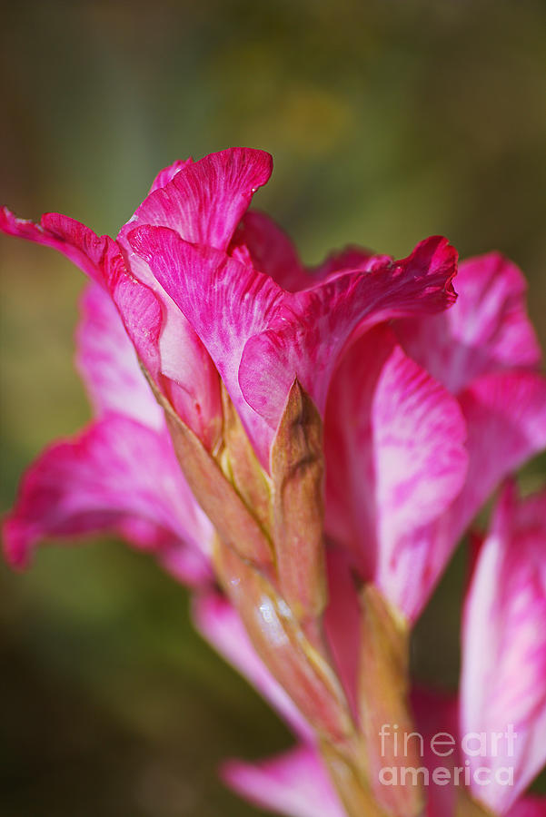 Gladioli Cantate Pink Side Photograph by Joy Watson