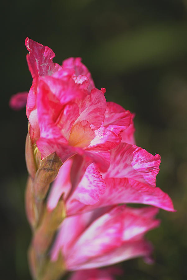 Gladioli Cantate Pink Side Profile Photograph by Joy Watson