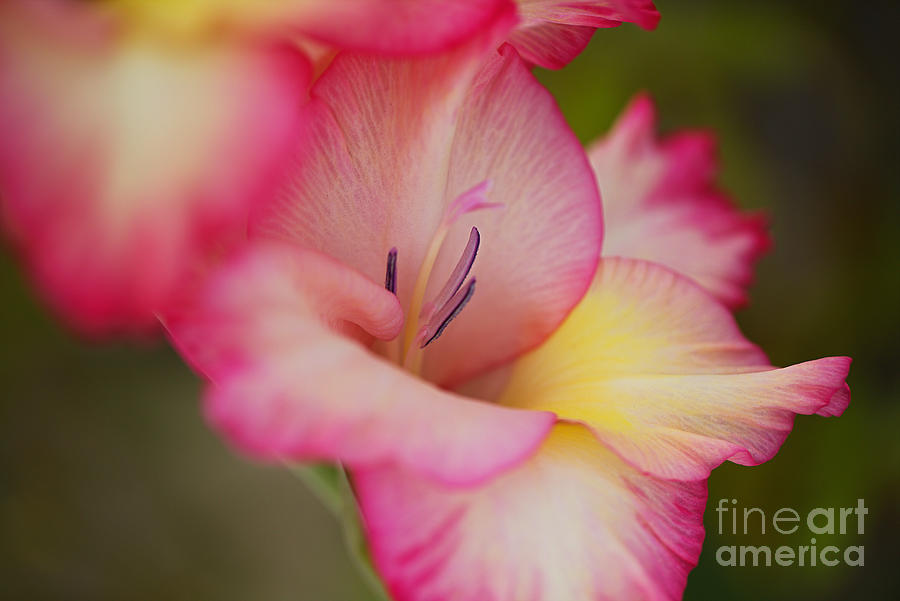 Nature Photograph - Gladioli Flower One Bloom by Joy Watson