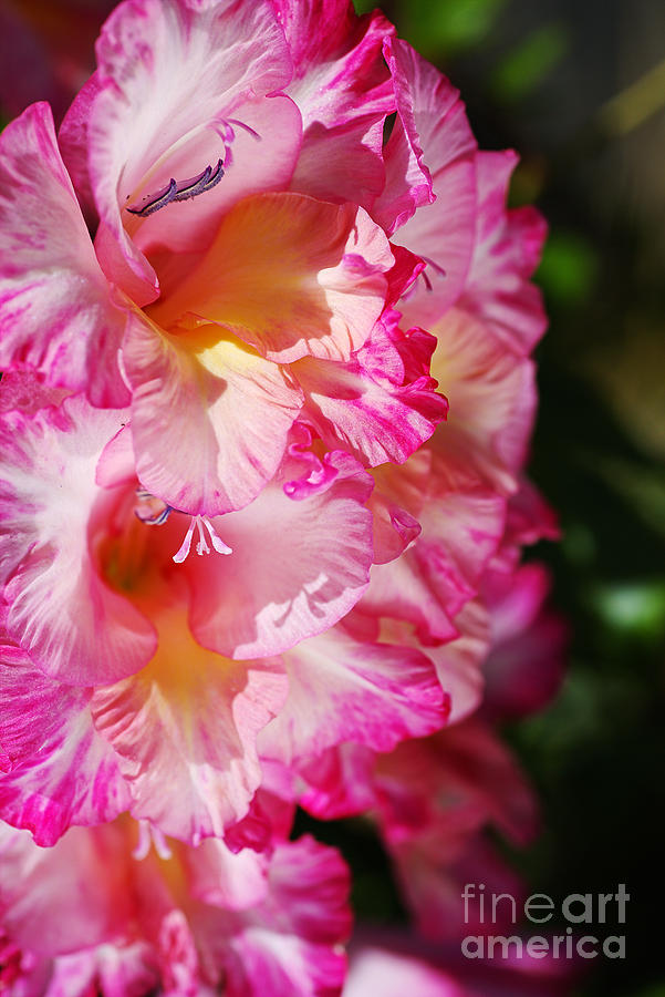 Gladioli Flower Pink Full Bloom  Photograph by Joy Watson