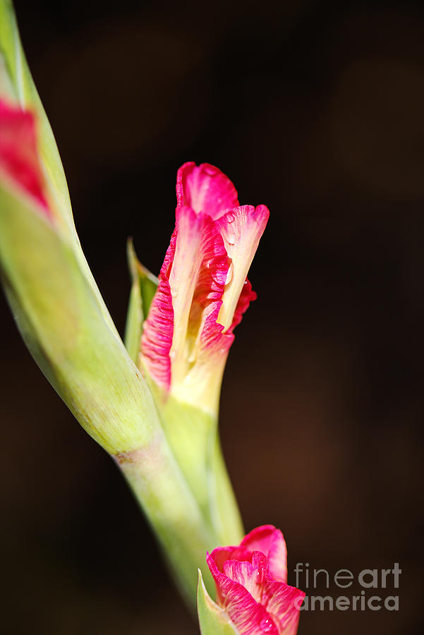 Gladioli Flower Stem Photograph by Joy Watson