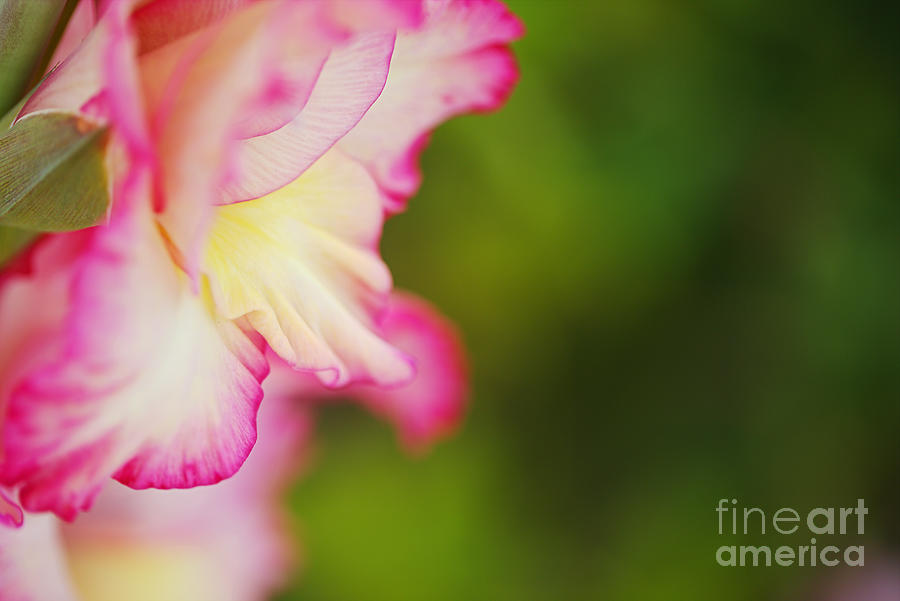 Gladioli Flower Whisper Profile  Photograph by Joy Watson