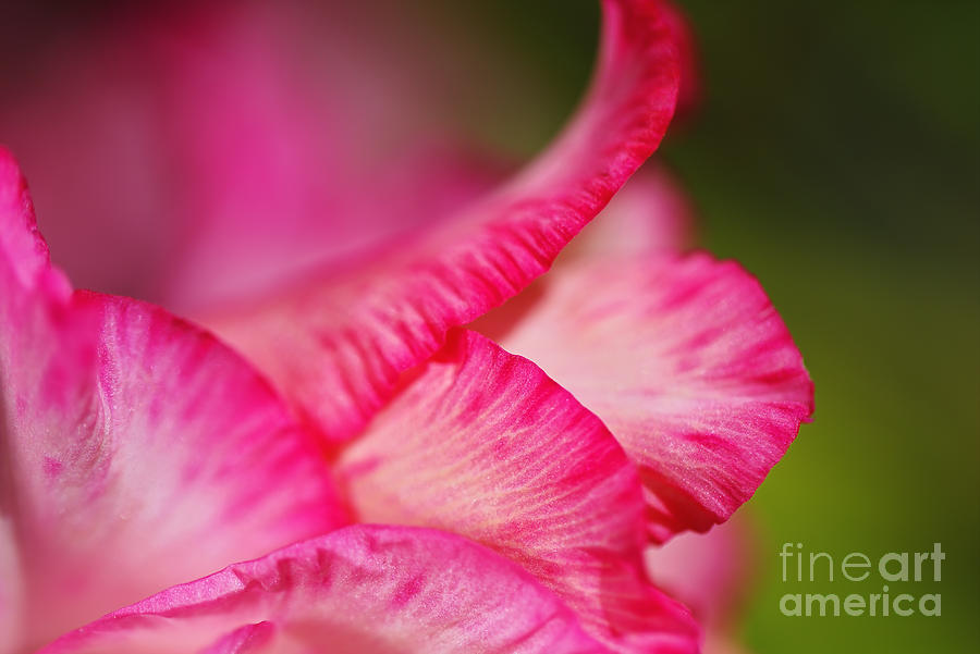 Gladioli Petals Profile Photograph by Joy Watson
