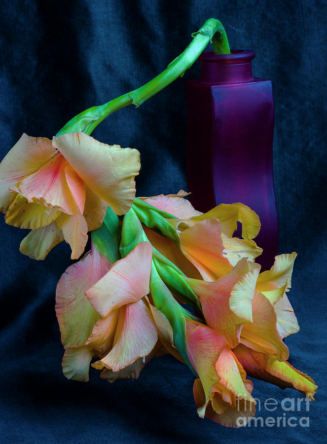 Gladiolus # 1. Photograph