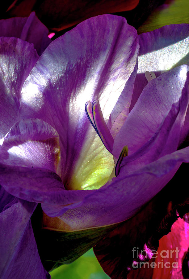 Gladiolus # 2. Photograph