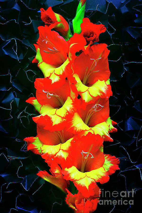 Gladiolus. Photograph