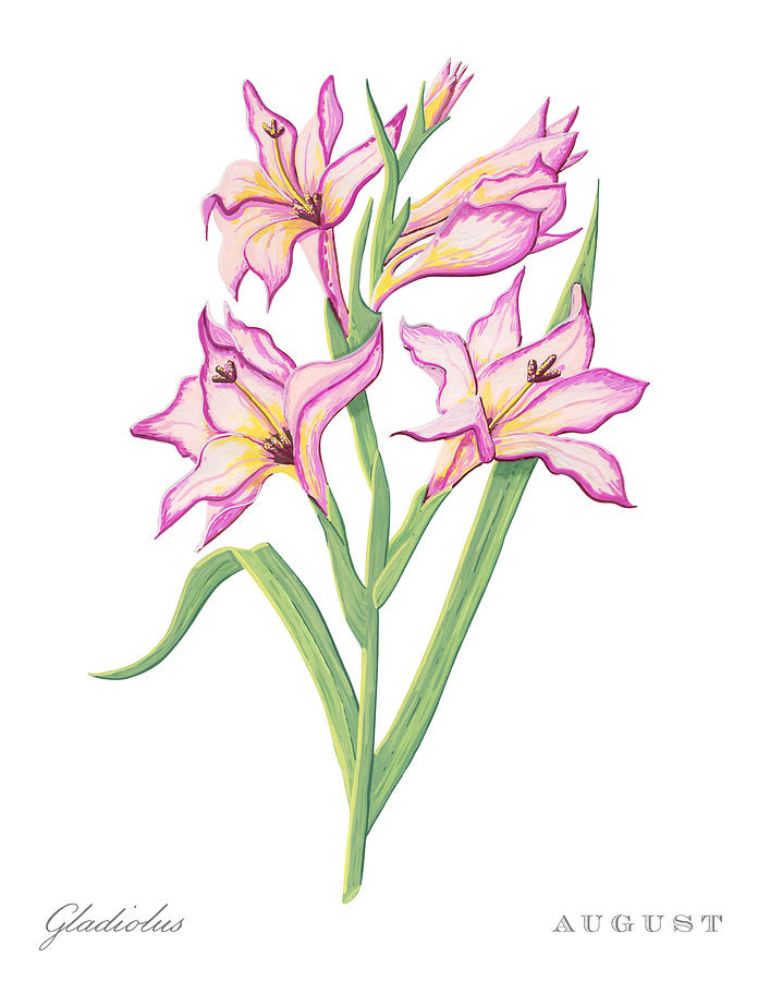 Gladiolus August Birth Month Flower Botanical Print on White - Art by Jen Montgomery Painting by Jen Montgomery