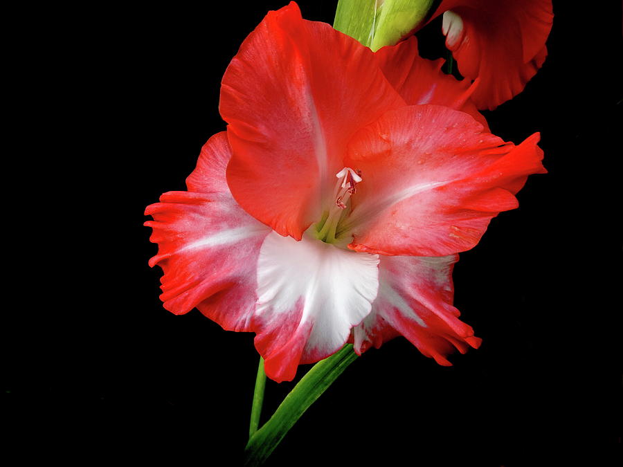 Gladiolus Close-up Photograph by Lyuba Filatova