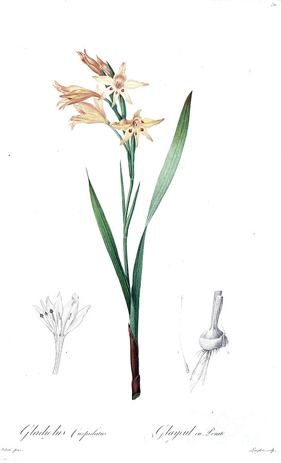 Gladiolus Cuspidatus,  Z5 Drawing