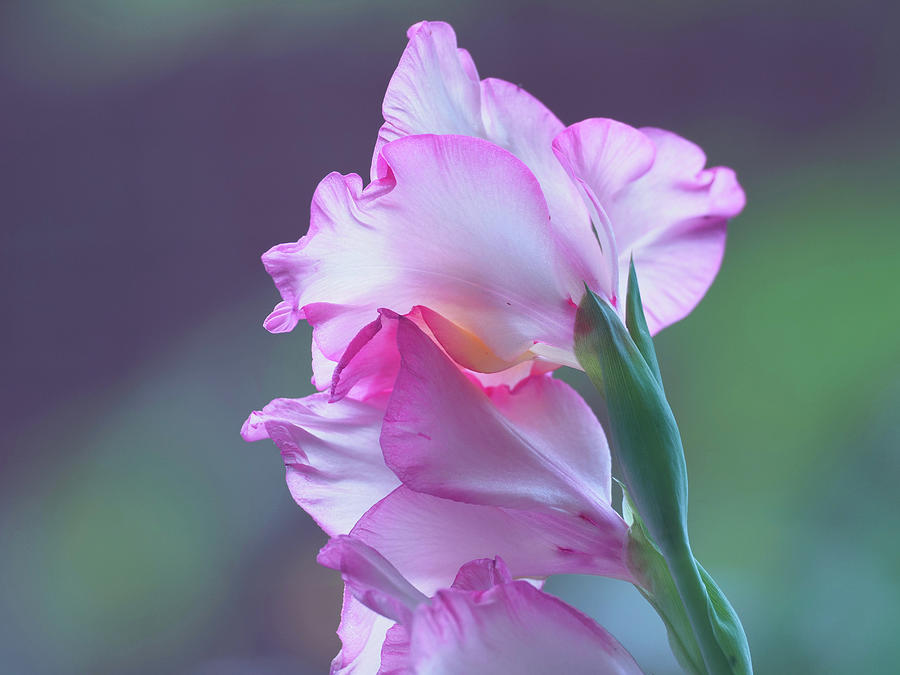 Gladiolus  Photograph by Denise Beverly