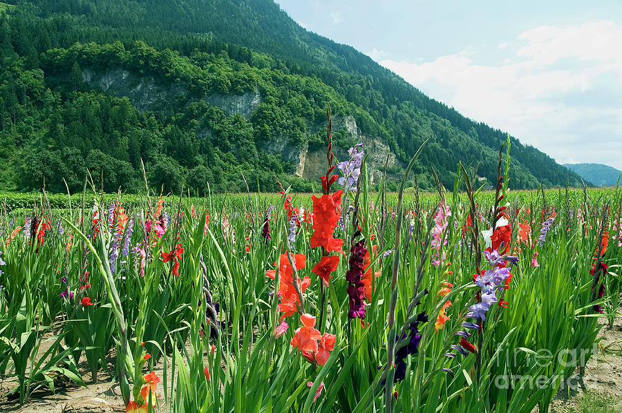 Gladiolus Fields Photograph by Paolo Signorini