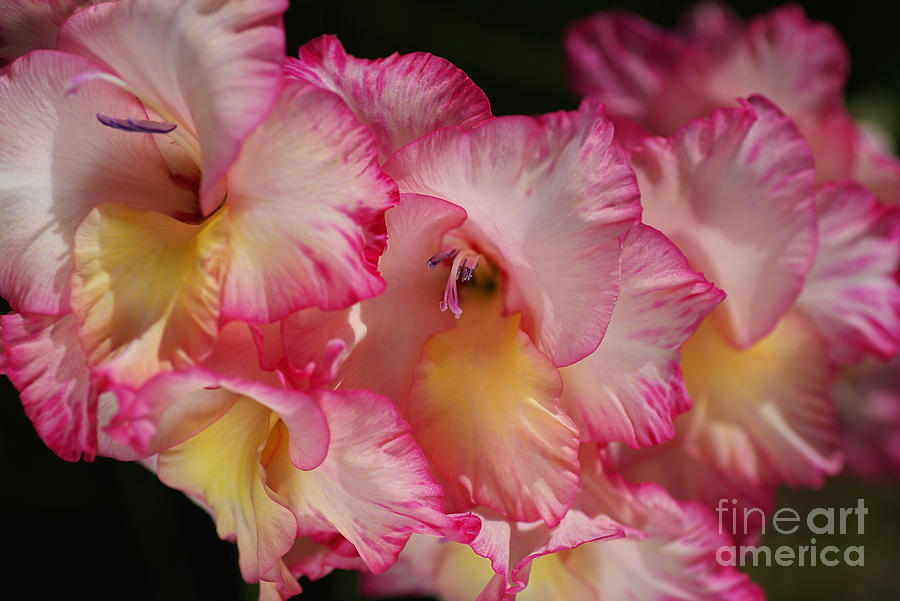 Nature Photograph - Gladiolus Flowers Display by Joy Watson