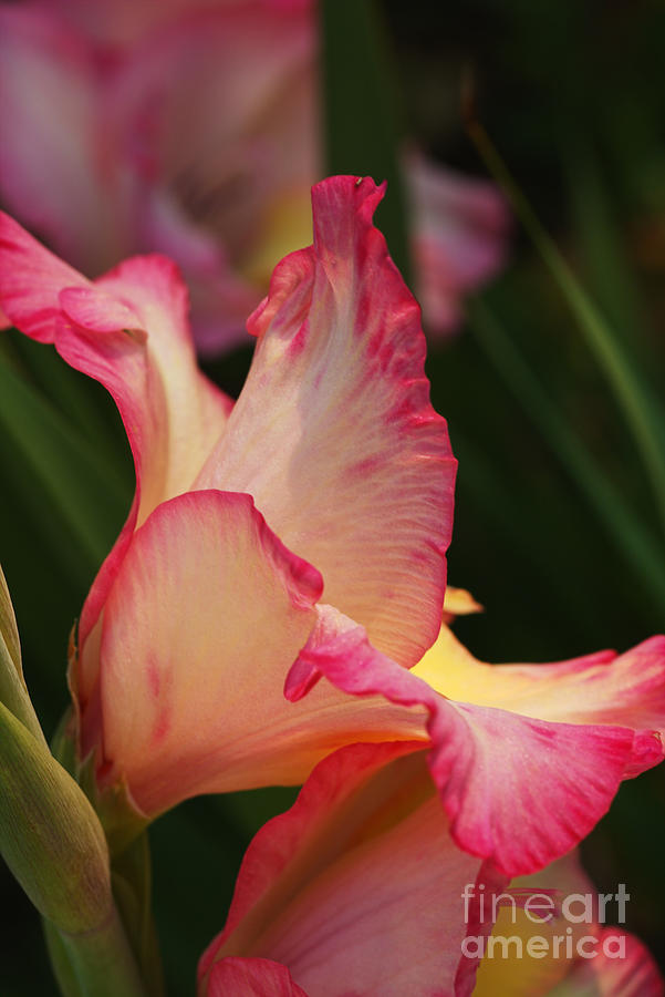 Gladiolus Flowers Side Profile Photograph by Joy Watson