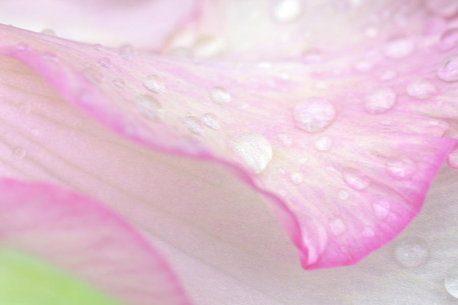 Gladiolus Glorious In Pink Photograph