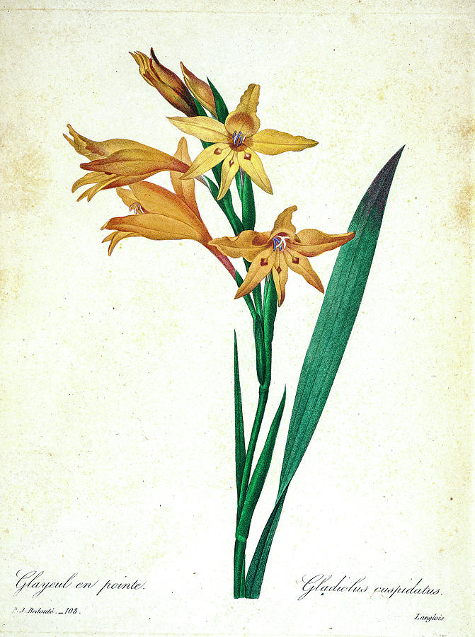 Gladiolus illustration 1827 r2 Drawing by Botany