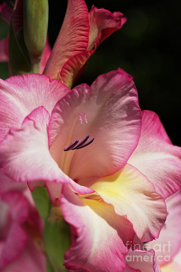 Nature Photograph - Gladiolus In Pink by Joy Watson