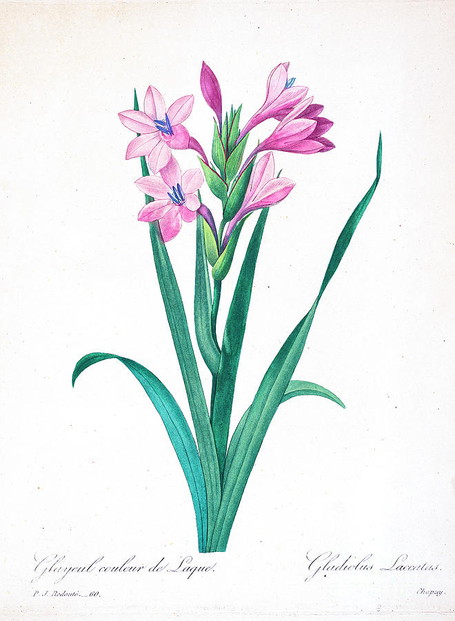 Gladiolus Laccatus illustration 1827 r1 Drawing by Botany