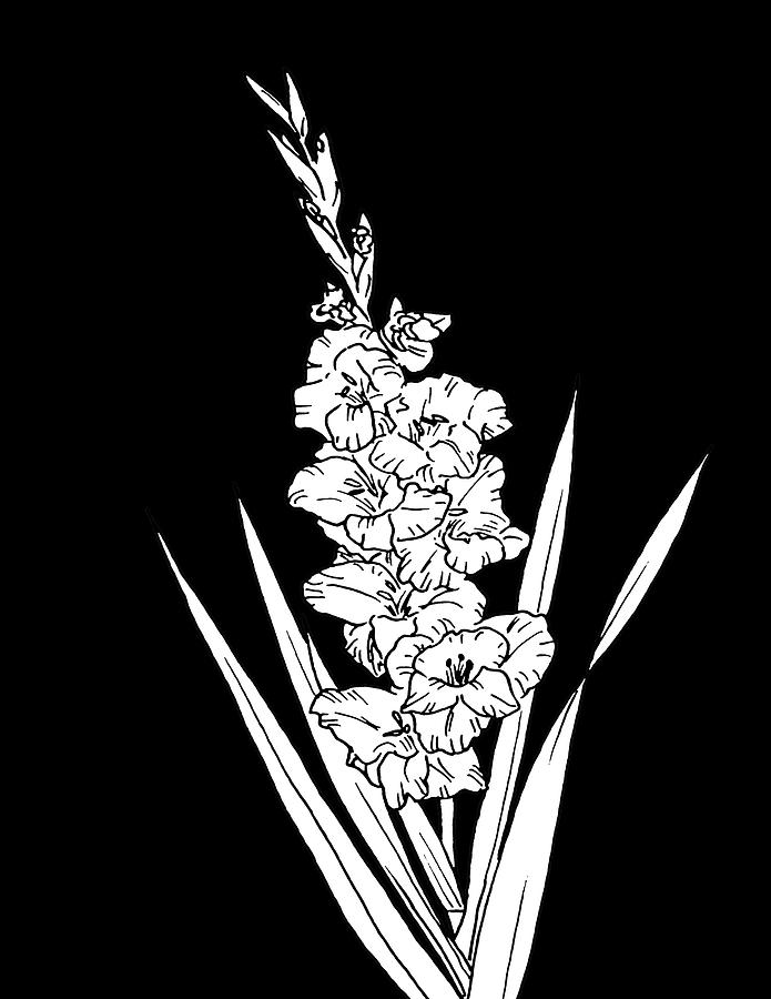 Gladiolus on Black Drawing by Masha Batkova