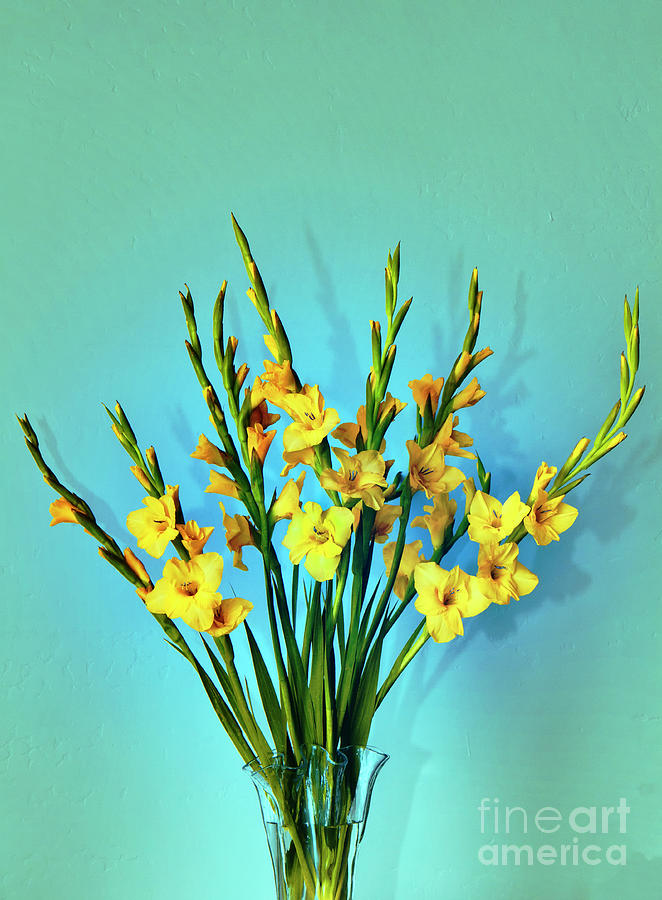 Gladiolus on Teal Photograph by Ruth Jolly