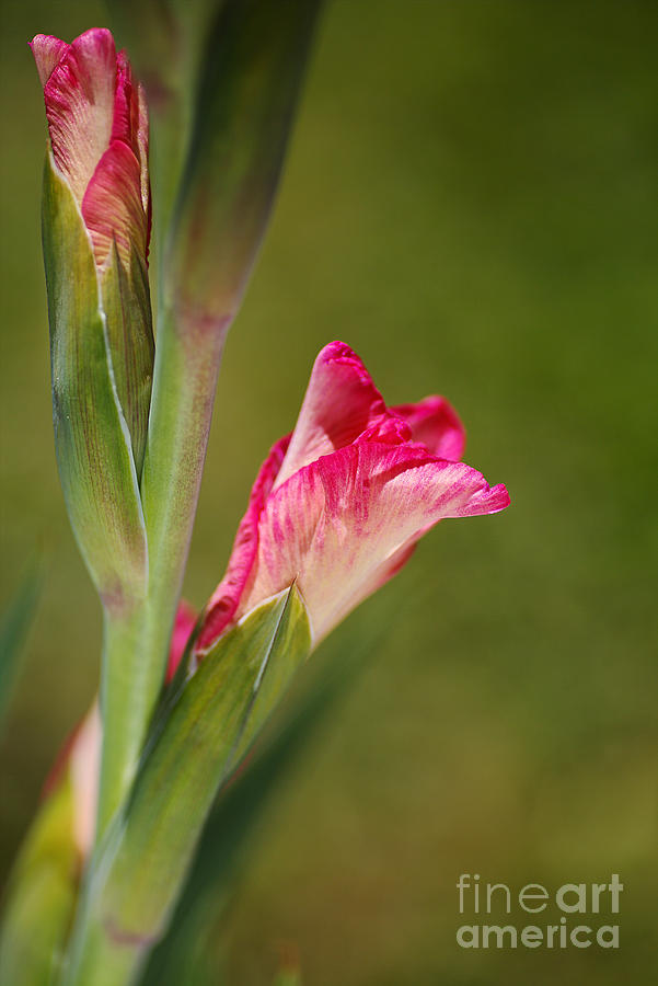 Flower Photograph - Gladiolus Pink Flower Buds by Joy Watson