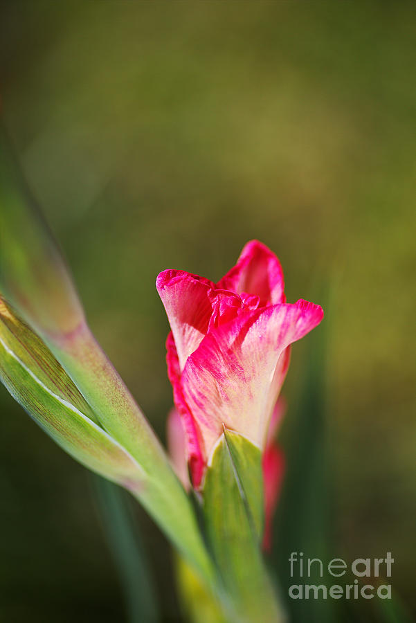 Gladiolus Pink Sword Lily Flower  Photograph by Joy Watson