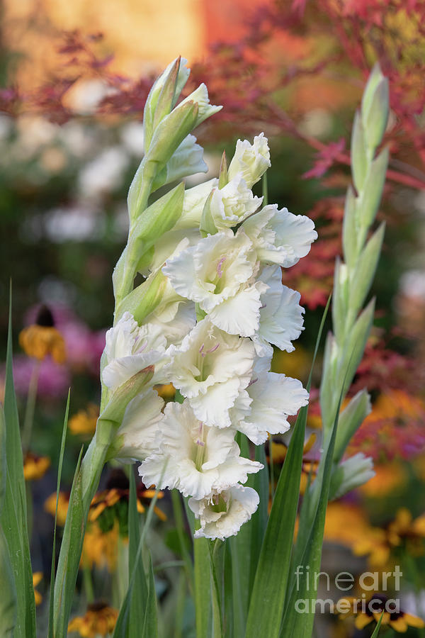 Gladiolus White Prosperity Photograph by Tim Gainey