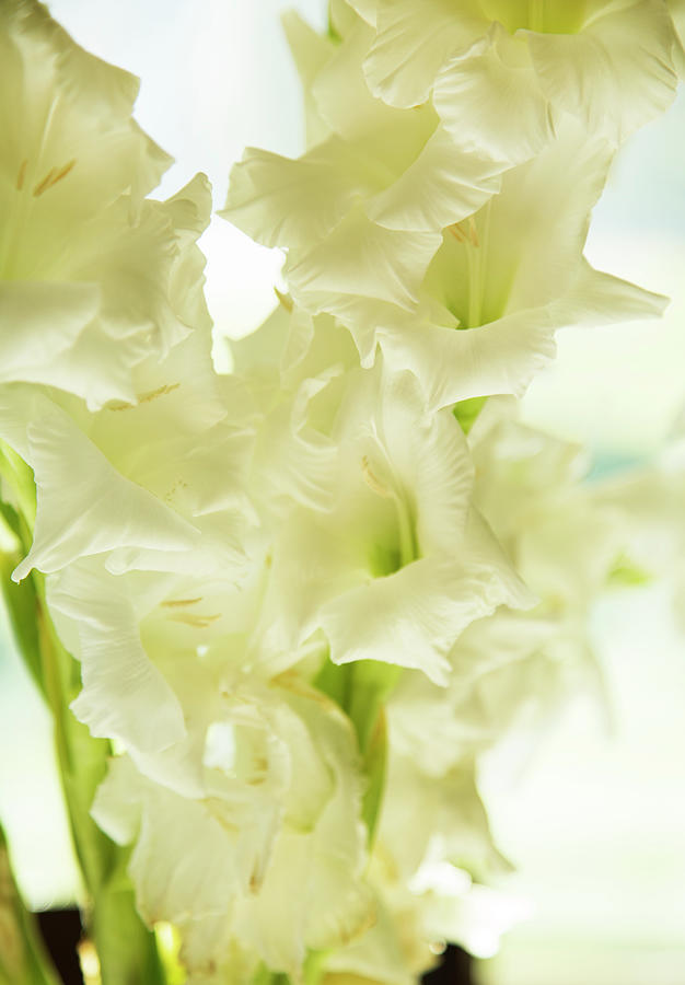 Gladiolus Photograph by Whitney Pulen - Fine Art America