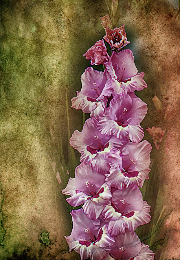 Gladiolus with Texture Overlay Photograph by Bill Barber
