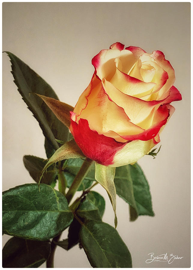 Glamorous Rose Photograph by Barbara Zahno