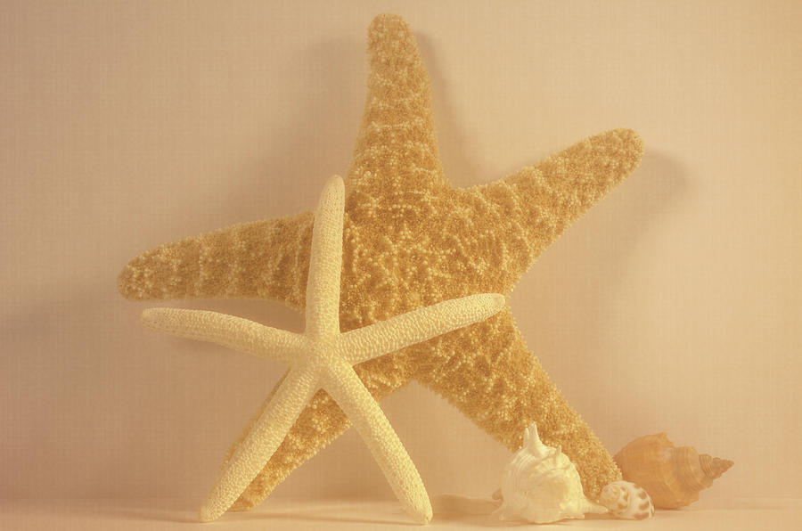 Glamorous Stars and Shells Photograph by Angie Tirado