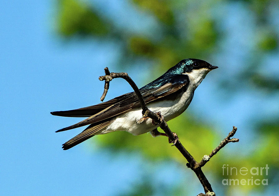 Glamorous Tree Swallow Photograph