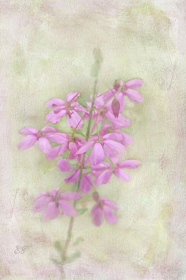 Glandular Pink-bells - Tetratheca labillardierei 4 Photograph by Elaine Teague