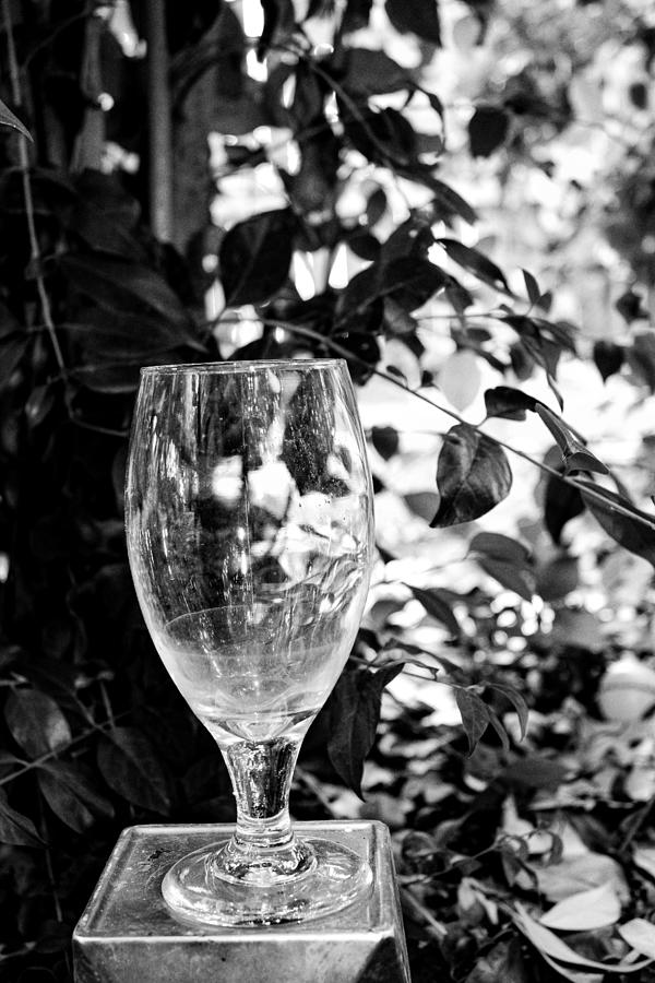 Glass Amid Privets Photograph by W Craig Photography