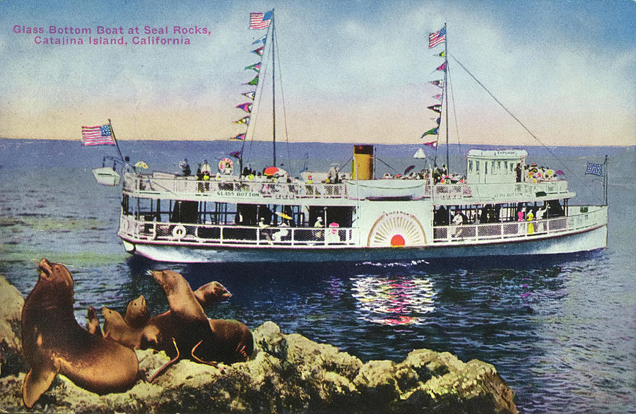 Glass Bottom Boat And Seals Photograph