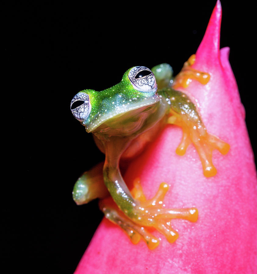 Glass Frog on a Leaf Photograph by DJSDO Photography