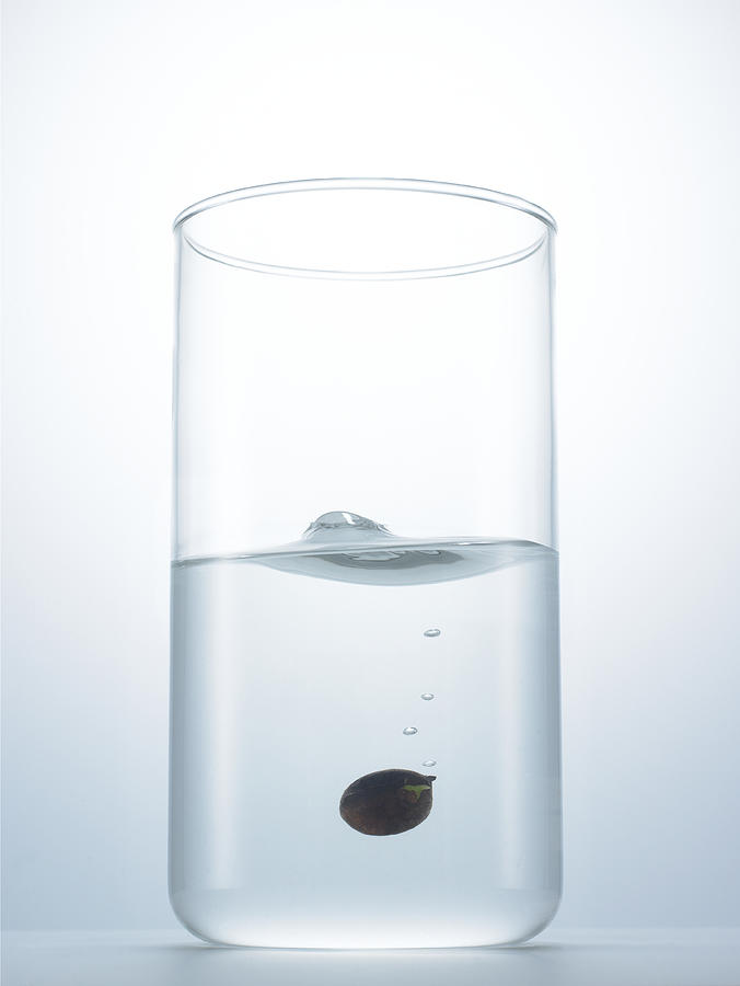 Glass of water with black seed Photograph by Yamada Taro