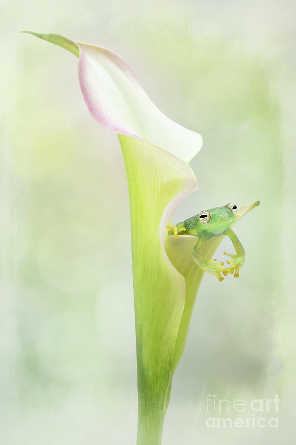 Lily Photograph - Glass Tree Frog and Lily by Linda D Lester
