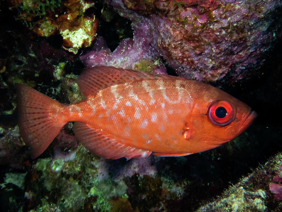 Glasseye Snapper Photograph by Brian Weber