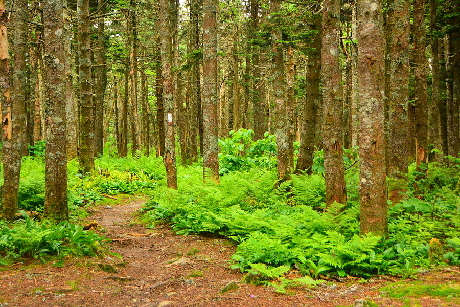 Glastenbury Mountain's Ferns and Pines Photograph by Raymond Salani III ...