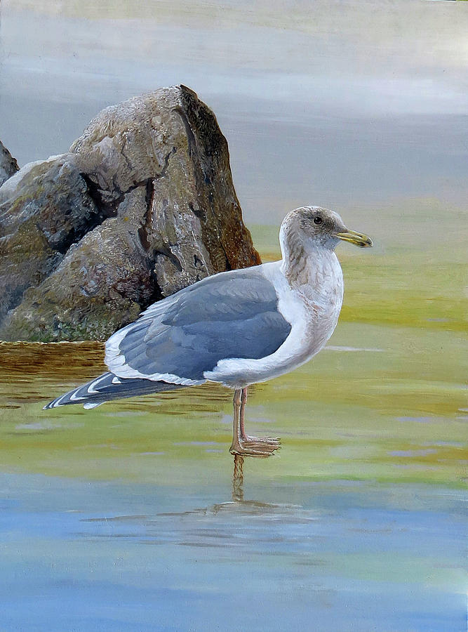 Glaucous-winged Gull Painting by Barry Kent MacKay