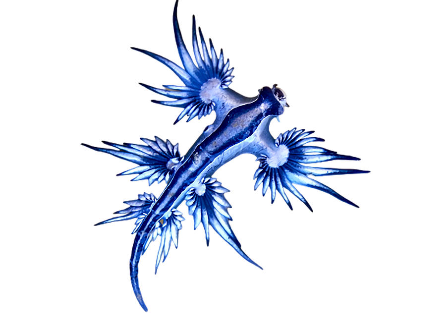 Glaucus Atlanticus aesthetic blue dragon travel Painting by Stewart ...