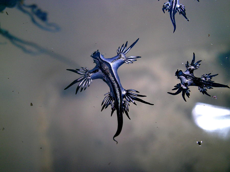 Glaucus atlanticus, Indonesia Photograph by James Chasty